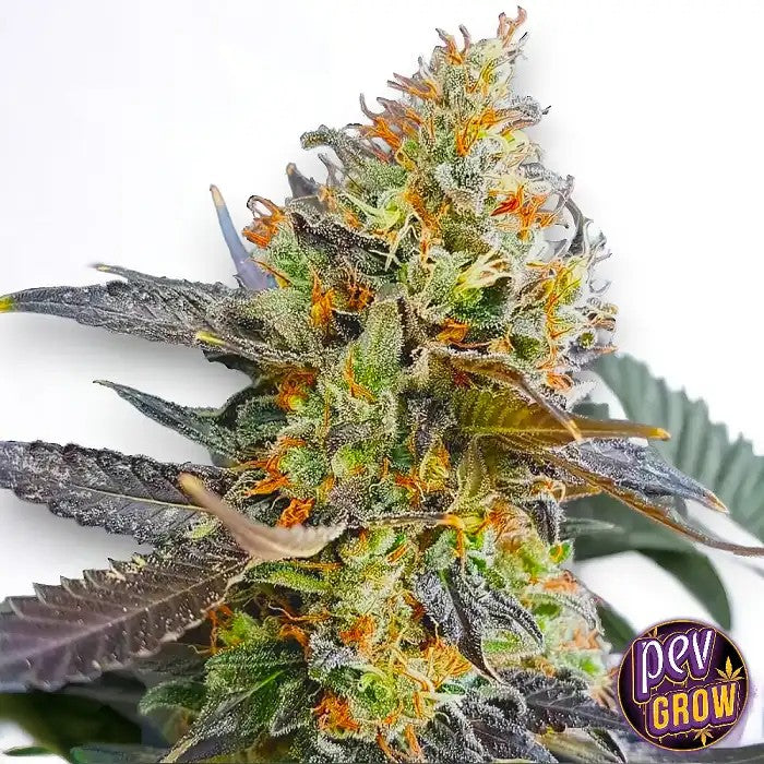 CandylandFeminizedSeeds–SativaaugoûtsucréderaisindeSpainSeeds·Rendementélevéeteffetrelaxant