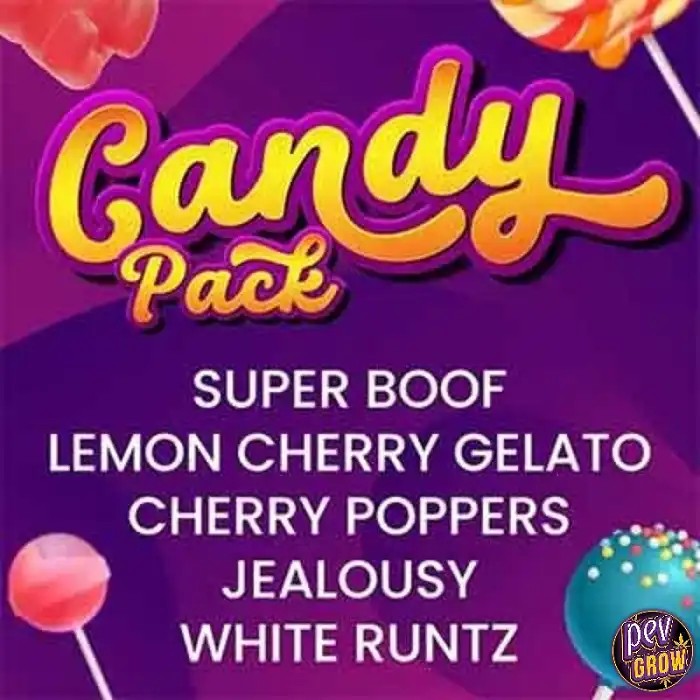 CandyPackBarney’sFeminizedSeedsâ€?variétésdoucesetpuissantes|CherryPoppers,Superboof,Jealousy,WhiteRuntz,LemonCherryGelato