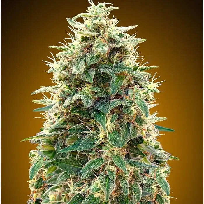 CollectionAutomatique3par00Seeds–Grainesdecannabisautoflorissantespourdesculturesrapidesethautementproductives