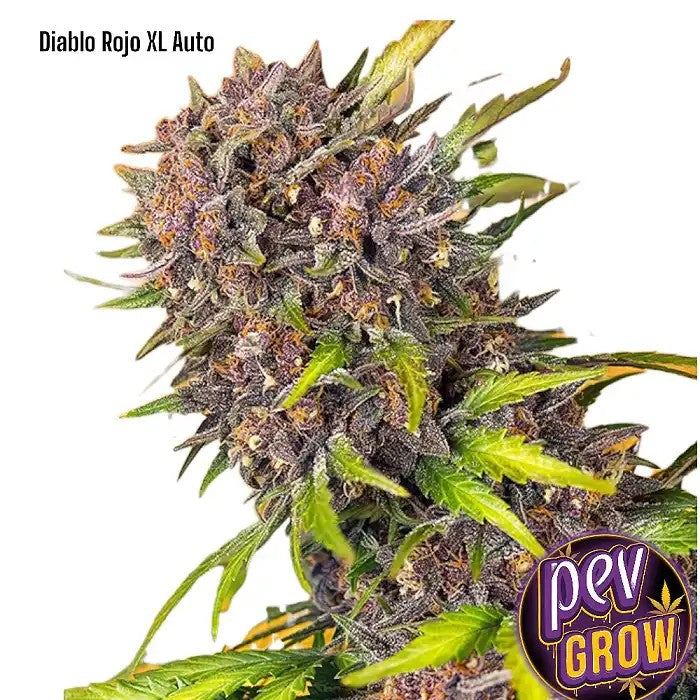 DiabloRojoXLAuto®parSweetSeeds–Autofleurissanteàfleursrouges,arômedecolafruitéeteffetstimulant