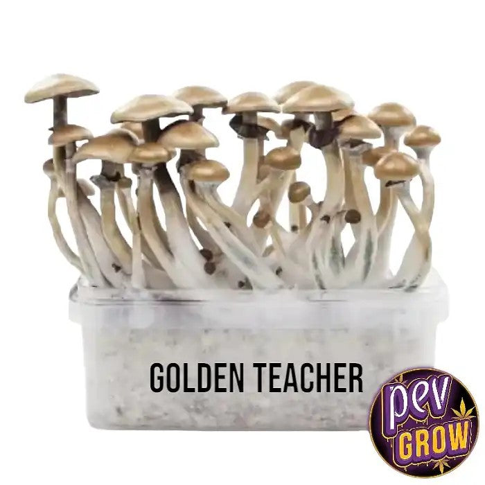 KitdeCulturedeChampignonsMagiquesGoldenTeacher–CultureàDomicileRapide,FacileetFiable