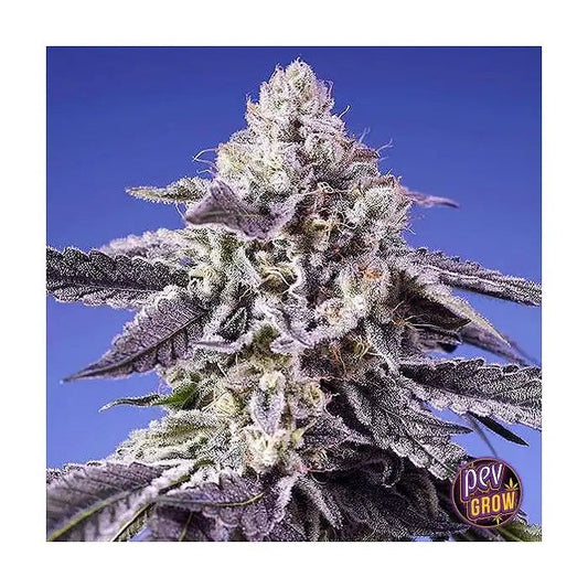 PermanentJealousyXLAuto®parSweetSeeds–GrainesautoflorissantesàforteteneurenTHCauxarômesDieselaciduléetcitronné