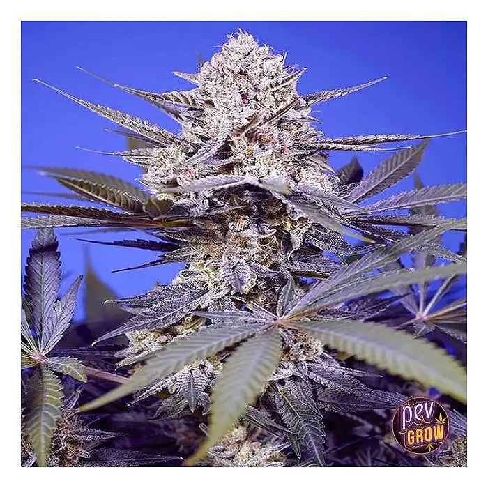 PineappleSlushXLAuto®parSweetSeeds–Unevariétéautofloraisontropicalepuissanteavec22â€?8%deTHC