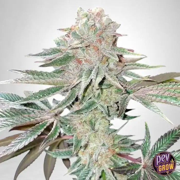PinkSunsetAutoparSherbinskis–UnevariétéautofloraisonàhautrendementauxgénétiquesGelatoet20-23%deTHC
