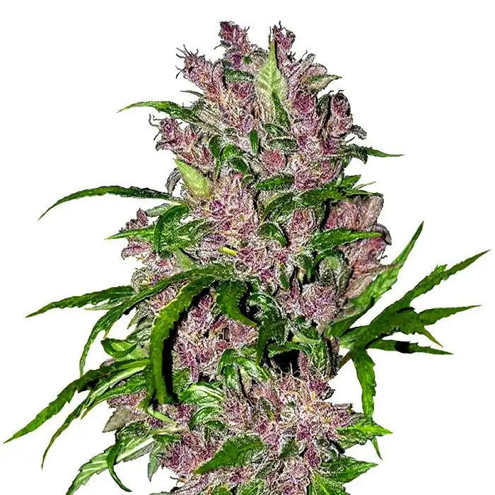 PurpleBudAutomaticparWhiteLabel–Unevariétéautofloraisonfacileàcultiverauxeffetsrelaxantséquilibrés
