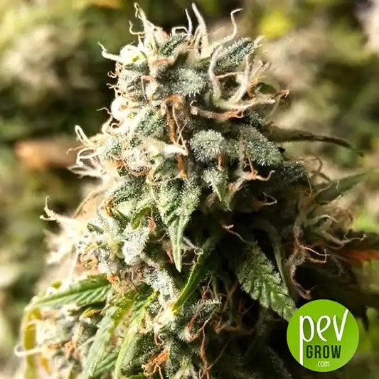 PurpleLemonadeFFFastBuds–Grainesféminiséesàfloraisonrapideavecarômecitron-pinhoeteffetéquilibré