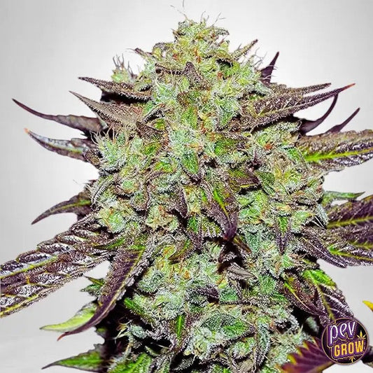 PurpleMangoKush