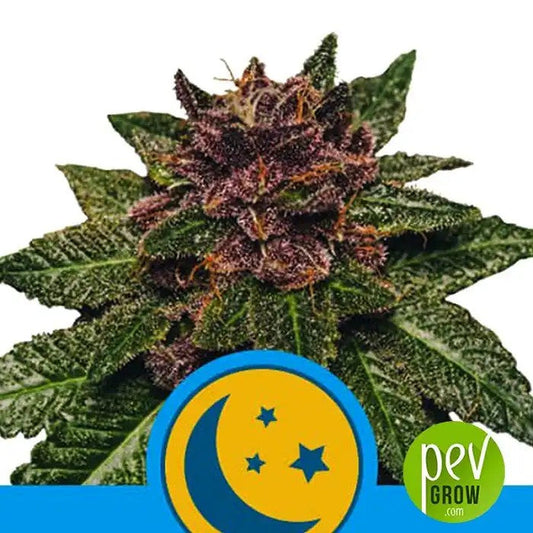PurplematicCBDdeRoyalQueenSeeds–VariétéautoflorissantericheenCBDà17%·Récolterapideen8à9semaines