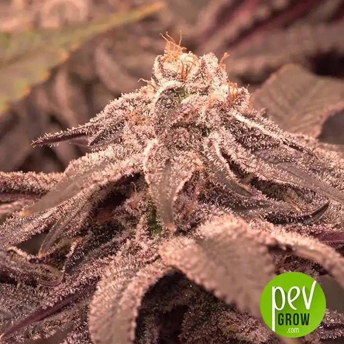 PurplePunchAutoparBarneysFarm–Unevariétéautofloraisonàdominanceindicaavec22%deTHCetunesaveurfruitéesucrée