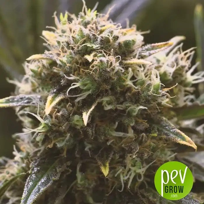 QuickDinamedCBD