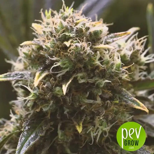 QuickDinamedCBD