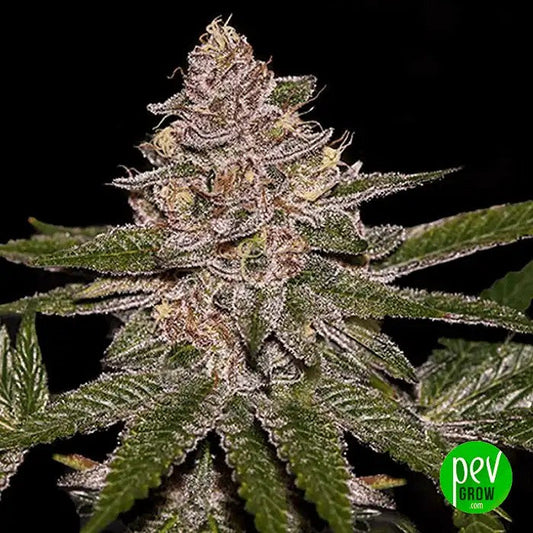 RadicalJuice–GrainesdeCannabisFéminiséesparRipperSeeds–UneExplosiondeTerpènesFruitéepourdesRécoltesAbondantes