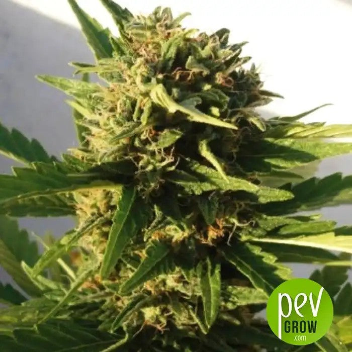 RedDwarfAutoparBuddhaSeeds–AutofleurissanteIndicarapideetcompactepourpetitsespaces