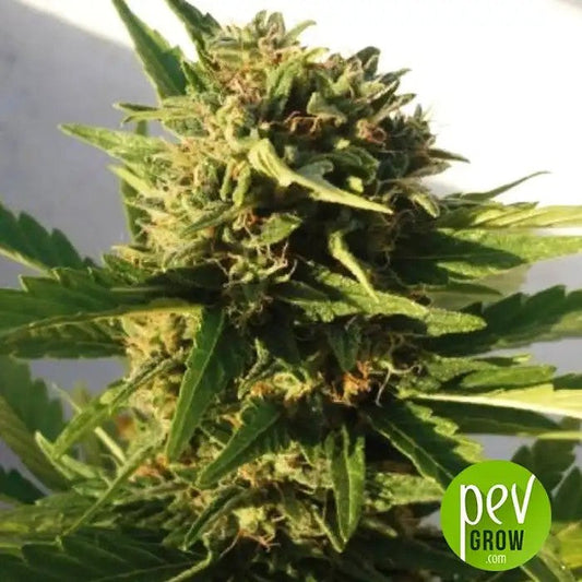 RedDwarfAutoparBuddhaSeeds–AutofleurissanteIndicarapideetcompactepourpetitsespaces