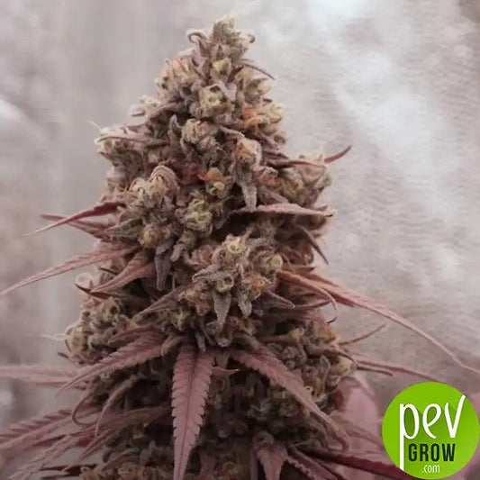 RedHotCookiesparSweetSeeds–Hybridedominantesativaauxfleursrougeset25%deTHC