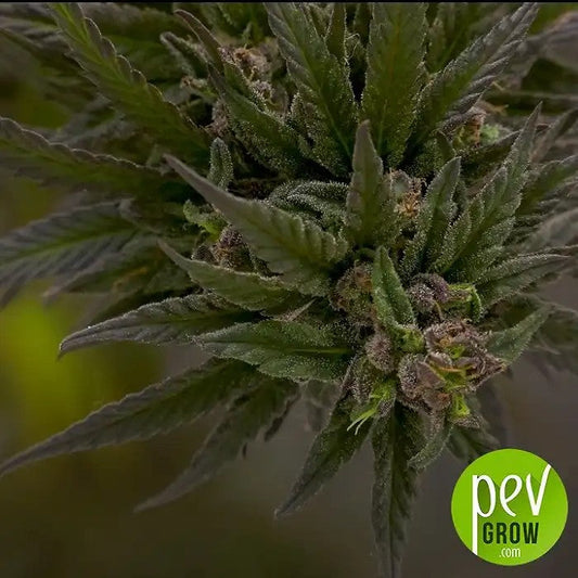 RedStrawberryBananaAuto®parSweetSeeds–Autofleurissanterapide,coloréeetaromatique