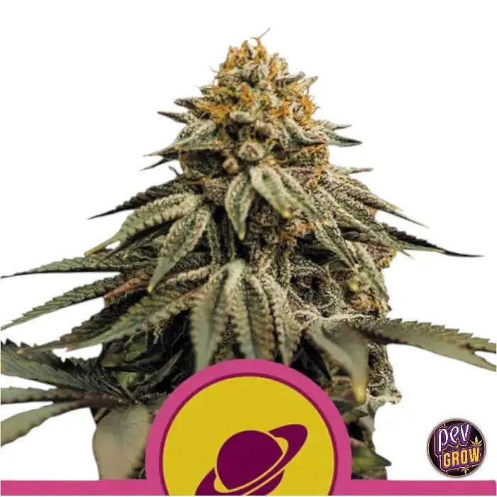 RoyalSkywalkerparRoyalQueenSeeds–HybrideIndicaDominanteà25%deTHCpouruneDétentePuissanteetunArômeExceptionnel