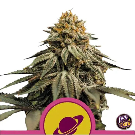 RoyalSkywalkerparRoyalQueenSeeds–HybrideIndicaDominanteà25%deTHCpouruneDétentePuissanteetunArômeExceptionnel