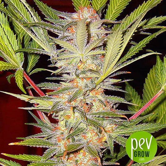 S.A.D.SweetAfganiDeliciousF1FastVersionparSweetSeeds–Indicaàfloraisonrapideàl’arômesucréetmusqué