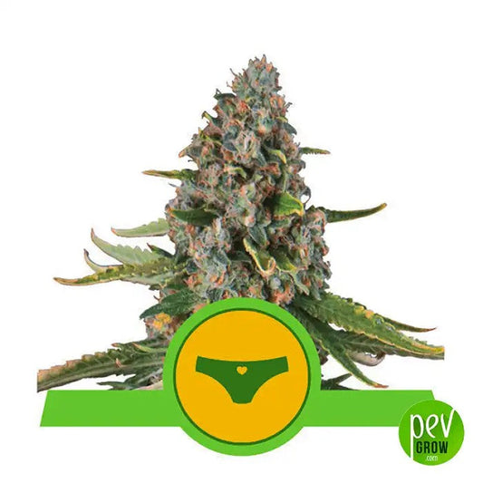 SherbetQueenAutoparRoyalQueenSeeds–Récoltesfruitées,givréesetrapidesen8semaines