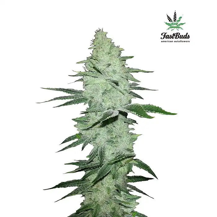 SixShooterAutoparFastBuds–RendementsXXLetEuphorieSativaPuissante