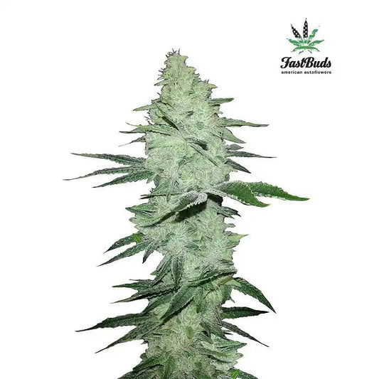 SixShooterAutoparFastBuds–RendementsXXLetEuphorieSativaPuissante