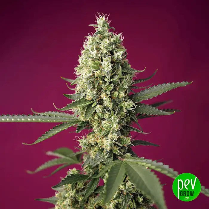 SkywalkerOGRuntzXLAuto®parSweetSeeds–Autofloraison7egénérationaveclapuissancedeOGKushetladouceursucréedeRuntz