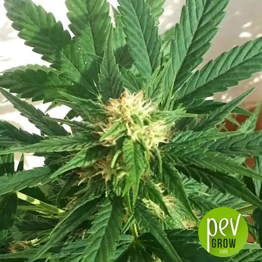 SmoothieAutoparFastBuds–Unevariétéautoflorissantefruitéepourdesrécoltesabondantes