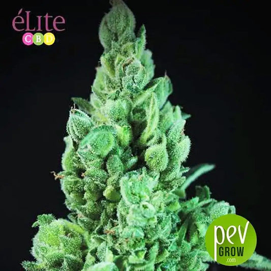 SolodiolAutoCBD,EliteSeeds–GrainesautoflorissantesàforteteneurenCBDetfaibleenTHC