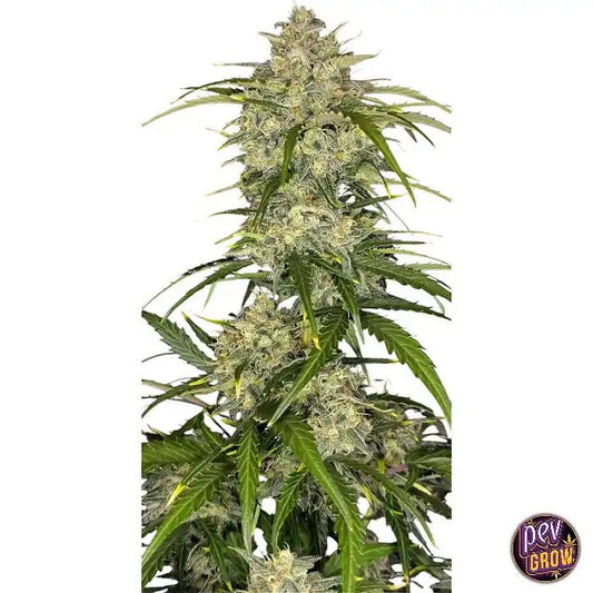 SourJealousyAuto™parFastBuds–Uneautofloraisonsativadominanteavec29%deTHCetunarômeDieselÂpre