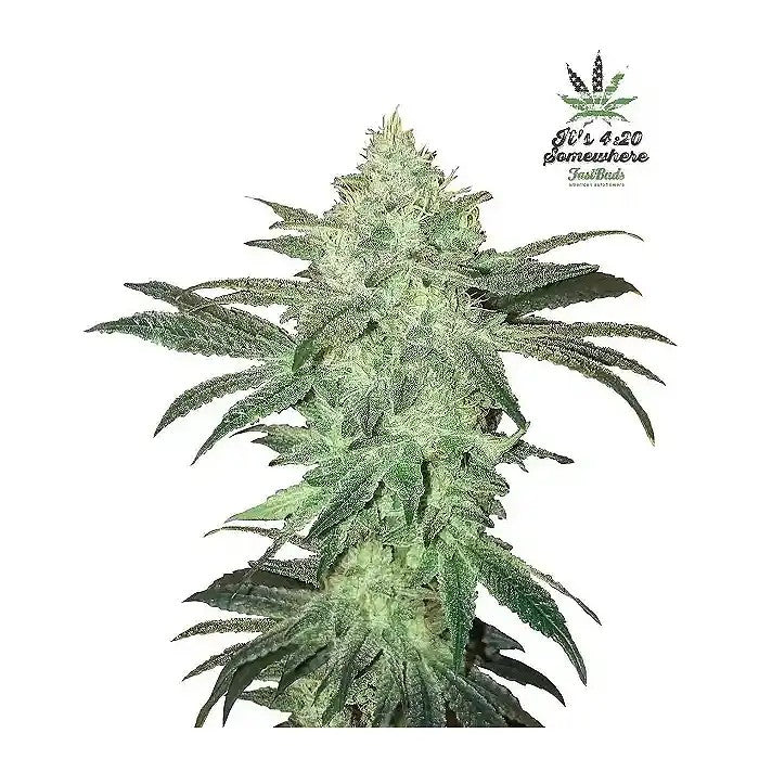 StardawgAutoparFastBuds·Hybridepriméeavec22%deTHC·Arômedepinetdediesel