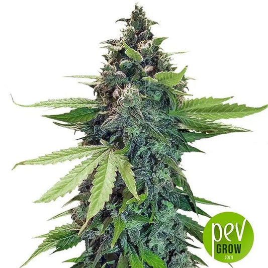 StickyFingersAutoparSeedStockers–AutofloraisonIndicaDominanteavec26%deTHC·ArômeFruité-PinetRendementsXXL