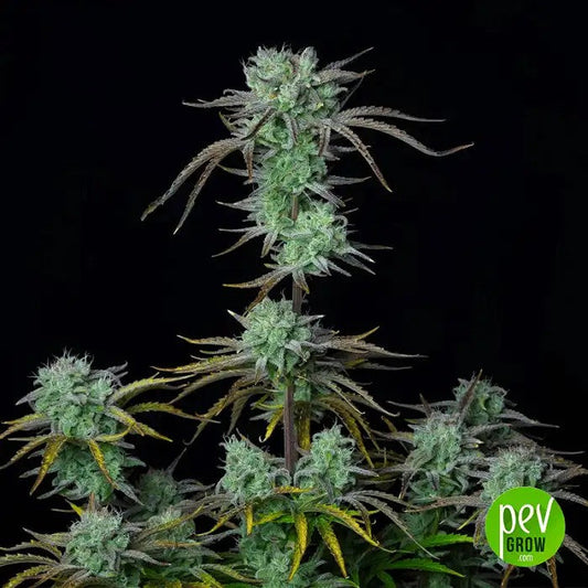 StrawberryBananaAutoparFastBuds–RendementsXXLet27%deTHC|Terpènesfruitéssucrés