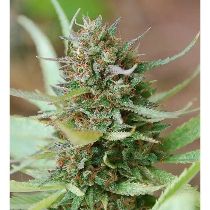 StrawberryBlue7graines