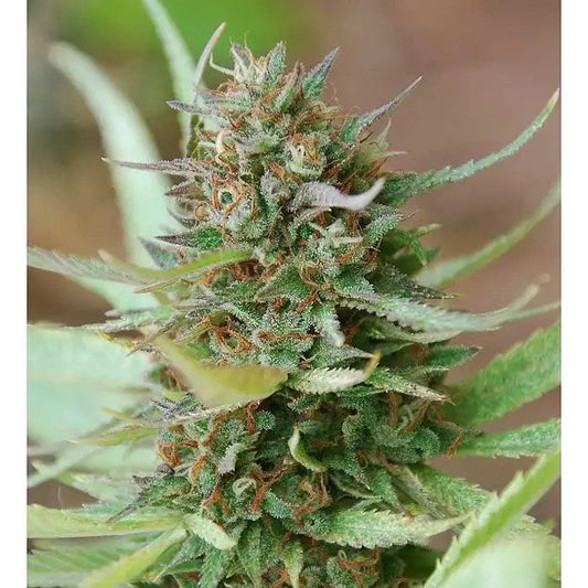 StrawberryBlue7graines