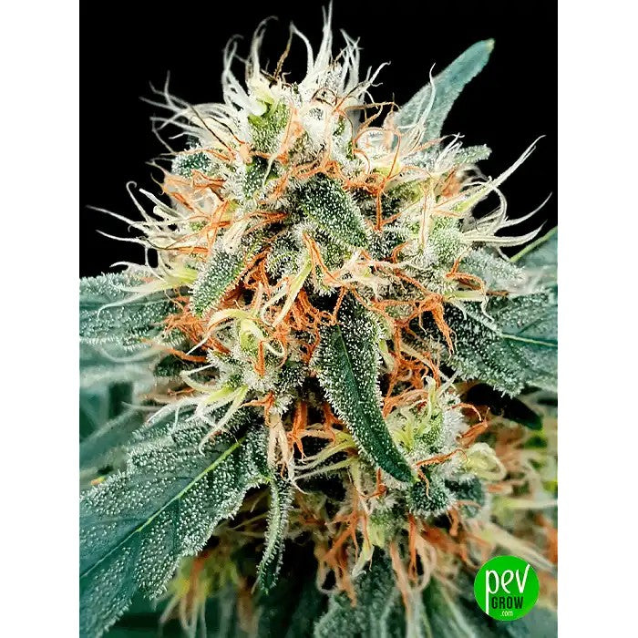 StromboliAutoparParadiseSeeds–Autofleurissanterapideethautementproductive,idéalepourlesculturesfaciles