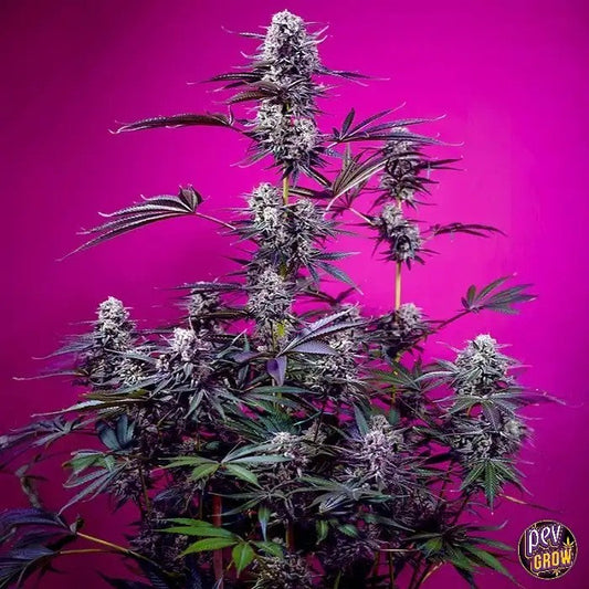Studio54StardustAuto®parSweetSeeds–Unevariétéautofloraisonfruitéeavec25%deTHCetdesbourgeonscolorés