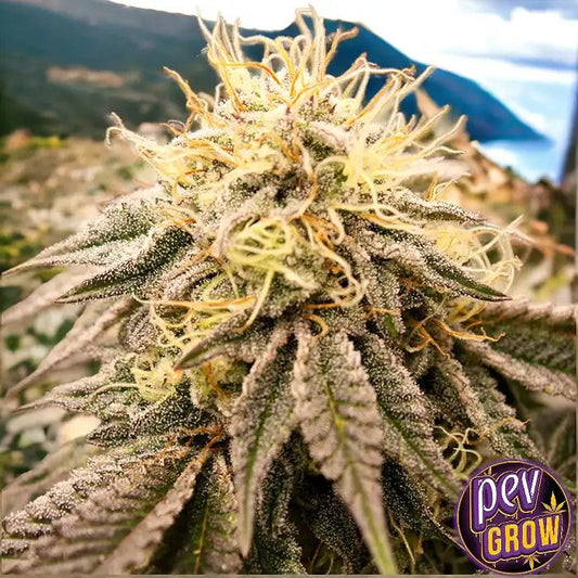 SundogzHumboldtSeeds–RainbowZkittlezxMendoBreathHybrideFéminisée