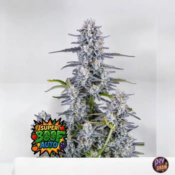 SuperBoofAuto420FastBuds–GrainesAutoflorissantesFéminiséesà28,5%deTHC