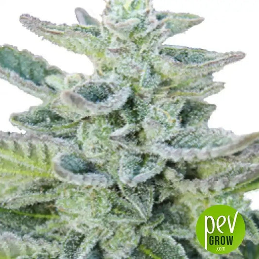 SuperKush
