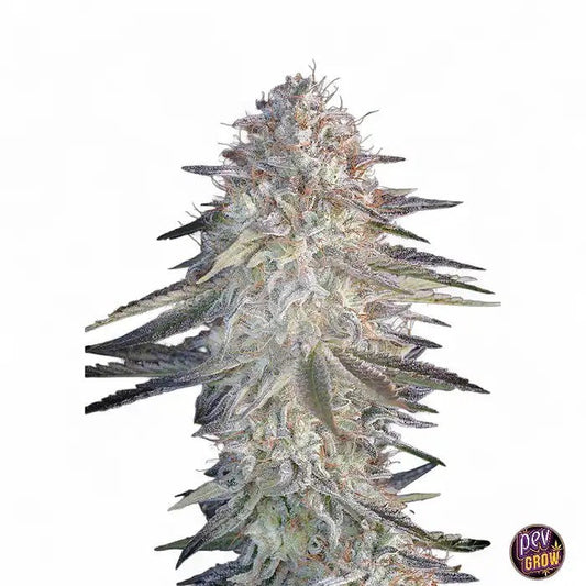 SuperLemonHazexPinkCandy–GrainesFéminisées·GreenHouseSeeds·HybrideLemonCandyà28%deTHC