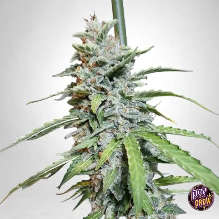 SuperWatermelonAutoEvaSeeds·GrainesAutoflorissantesFéminiséesauGoûtFruitéIntense