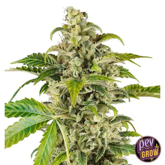 Sweet&SourCreamAutoSensiSeeds–AutofleurissanteIndicaDominanteauGoûtCrémeuxVanilléetDiesel