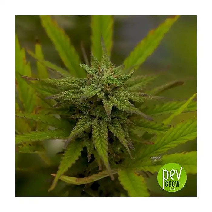 SweetMixAuto®parSweetSeedsâ€?0grainesautoflorissantesféminiséespourunevariétéetunevaleurmaximales