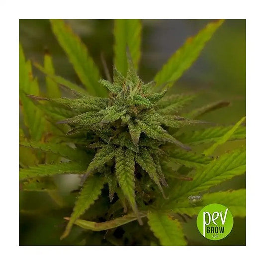 SweetMixAuto®parSweetSeedsâ€?0grainesautoflorissantesféminiséespourunevariétéetunevaleurmaximales