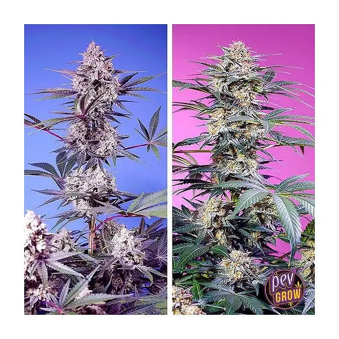 SweetMonsterMix®parSweetSeeds–Combophotopériodiqueexclusifpourconnaisseurs