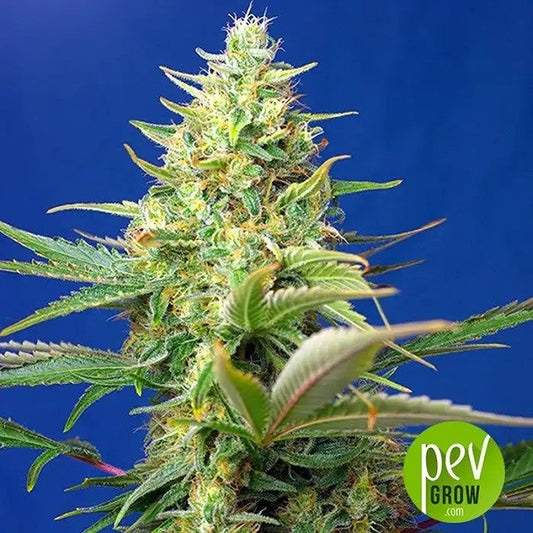 SweetPureAutoCBD®–SoucheautoflorissanteCBDde6egénérationdeSweetSeedsavec8-20%deCBD,faibletauxdeTHC-1%
