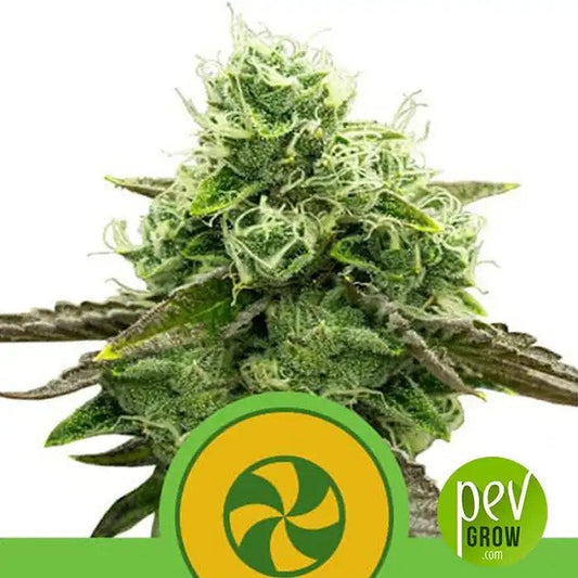 SweetZZAutoparRoyalQueenSeeds–Autofloraisonàhautepuissanceauxterpènesgourmands