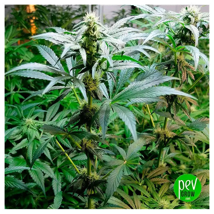 TangerineDreamAutoparBarneysFarm–Unevariétéautofloraisonauxarômesd’agrumessucrésetàeffetséquilibrés·Hautrendementetfacileàcultiverenintérieur/extérieur