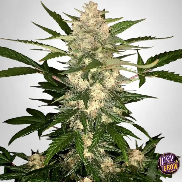 TangieMaticAutoparFastBuds–AutofleurissanteSativaàhautrendementetsaveurcitronnéeavec23%deTHC